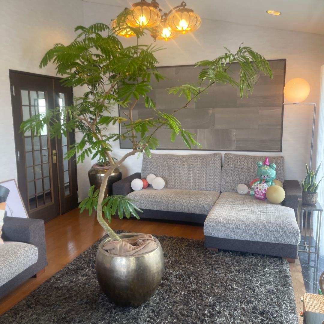 エバーフレッシュ　大型　幹太　曲がり樹形　観葉植物　カッシーナ　アクタス