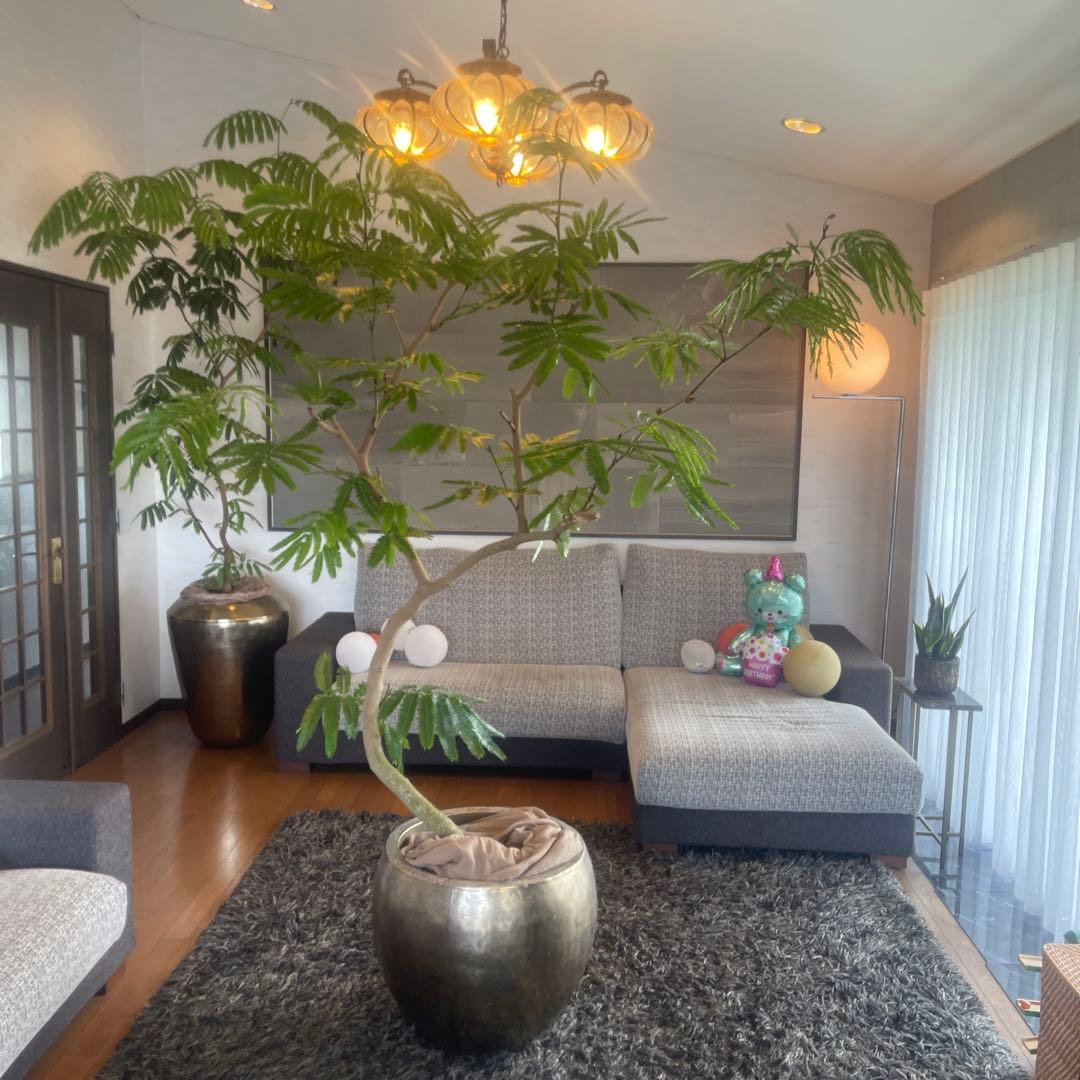 エバーフレッシュ　大型　幹太　曲がり樹形　観葉植物　カッシーナ　アクタス