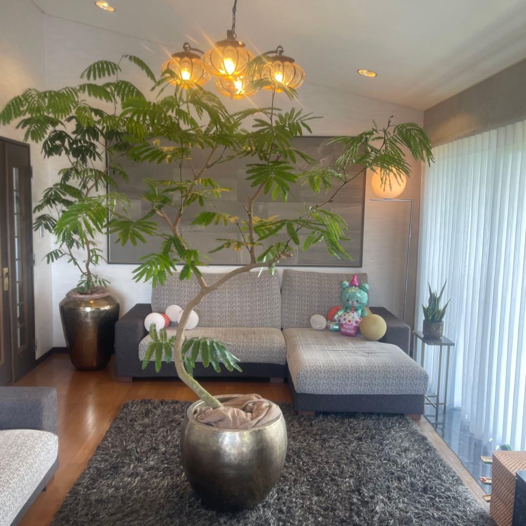 エバーフレッシュ　大型　幹太　曲がり樹形　観葉植物　カッシーナ　アクタス