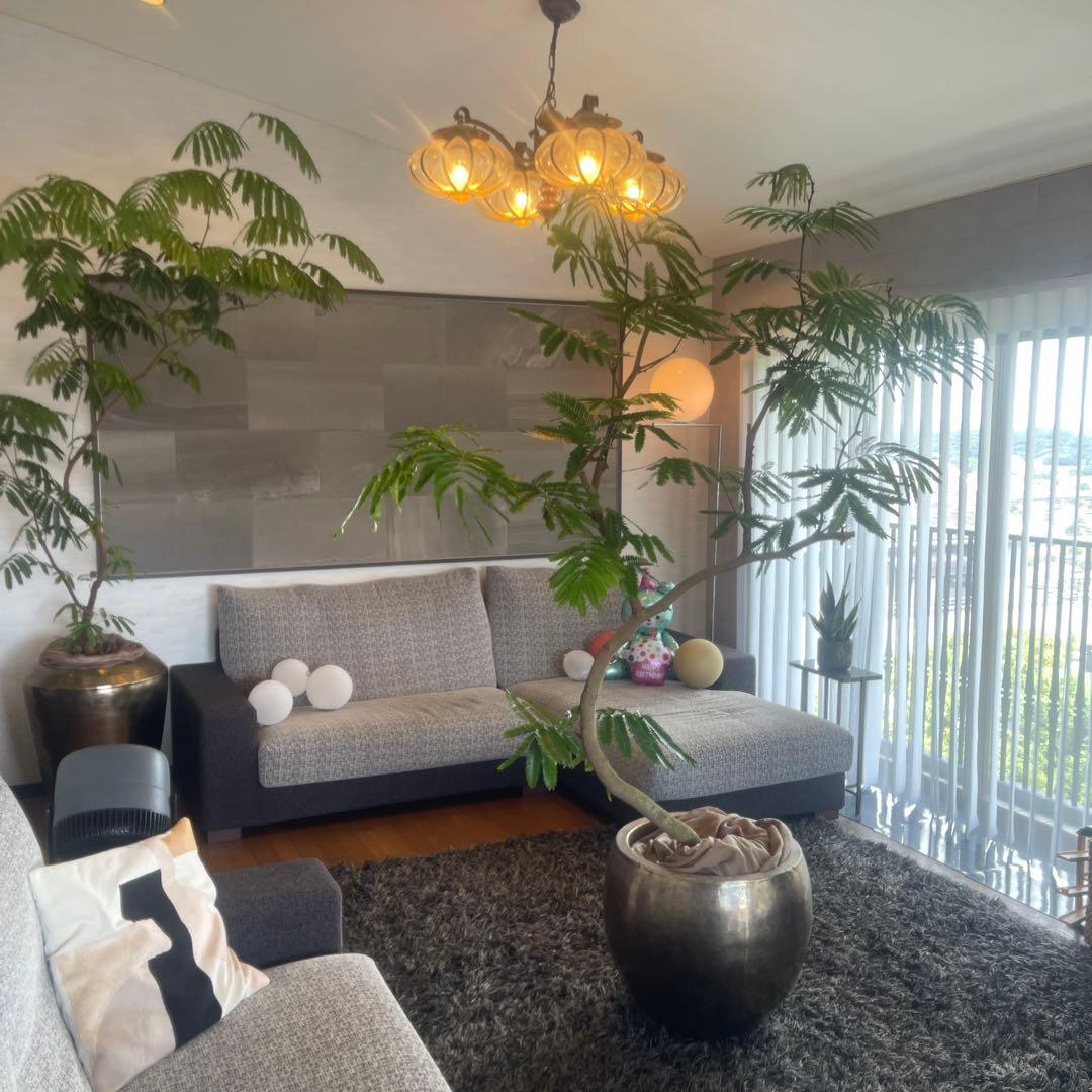 エバーフレッシュ　大型　幹太　曲がり樹形　観葉植物　カッシーナ　アクタス