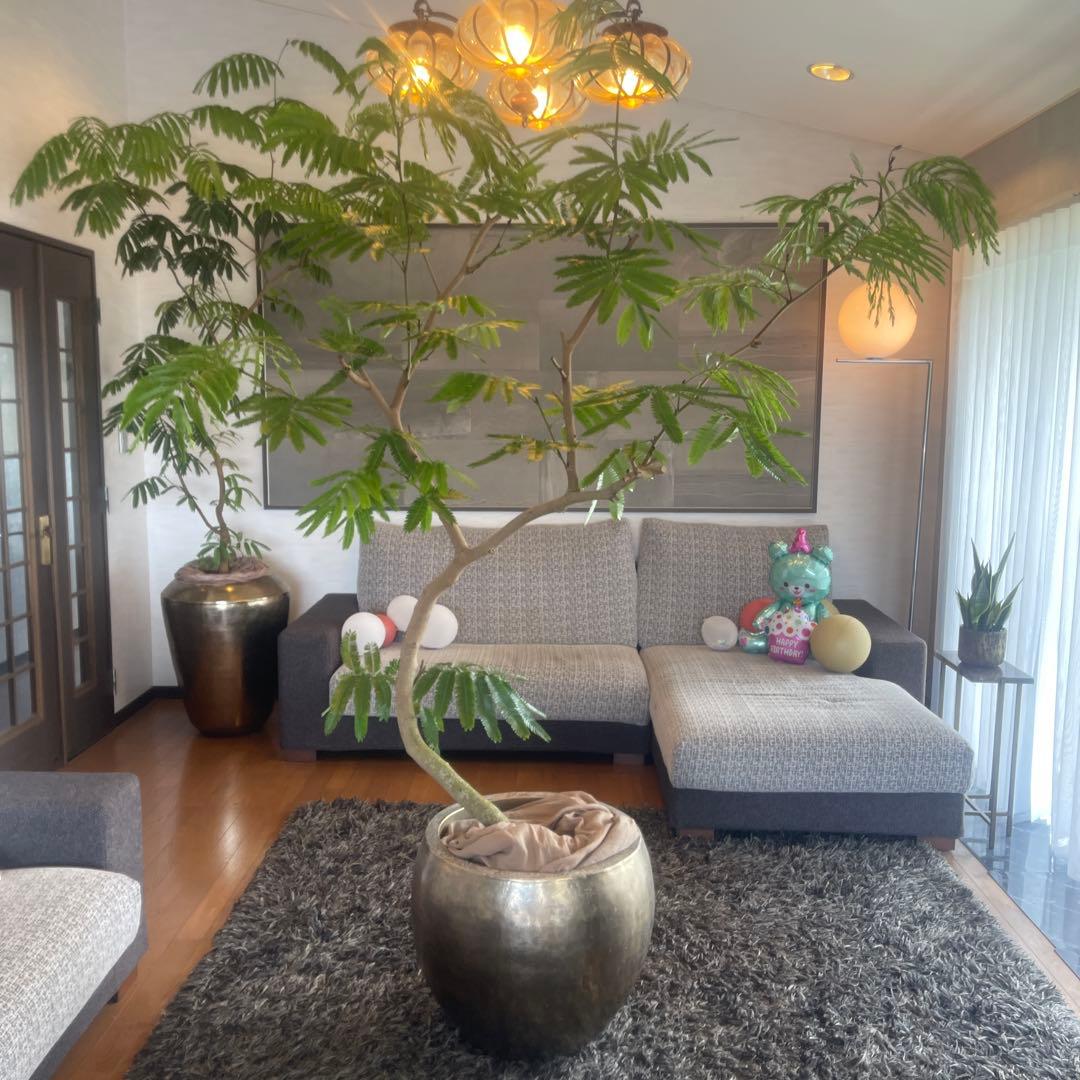 エバーフレッシュ　大型　幹太　曲がり樹形　観葉植物　カッシーナ　アクタス