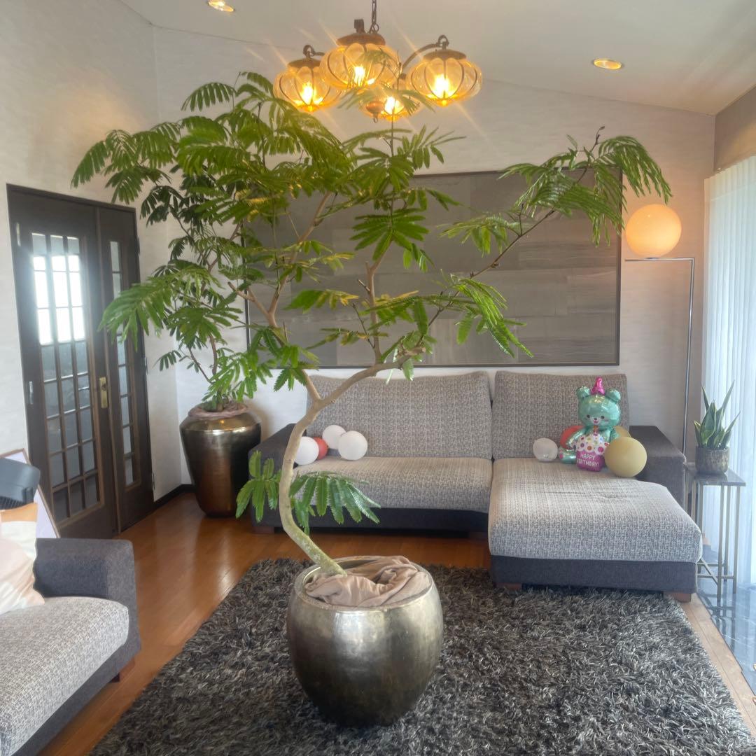 エバーフレッシュ　大型　幹太　曲がり樹形　観葉植物　カッシーナ　アクタス