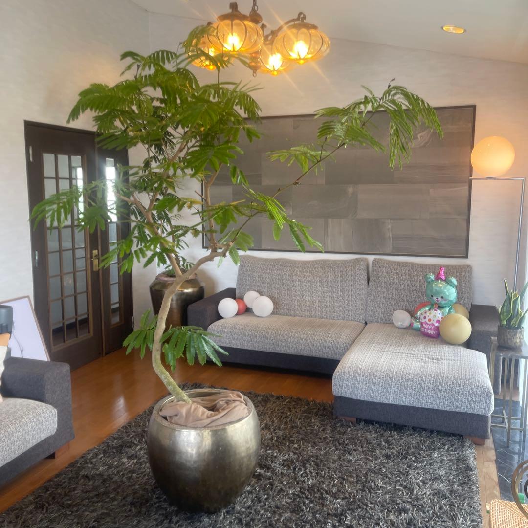 エバーフレッシュ　大型　幹太　曲がり樹形　観葉植物　カッシーナ　アクタス