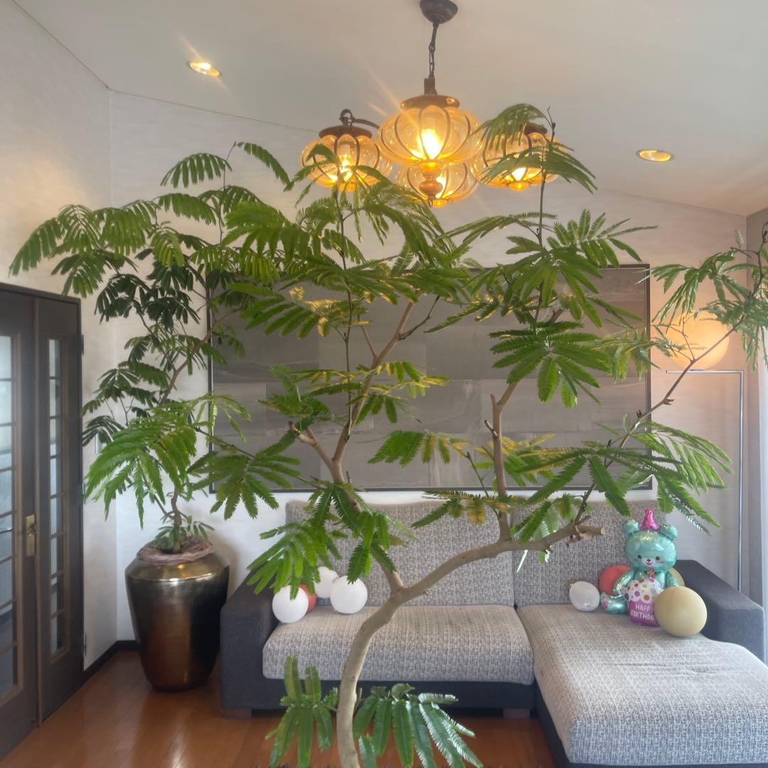 エバーフレッシュ　大型　幹太　曲がり樹形　観葉植物　カッシーナ　アクタス