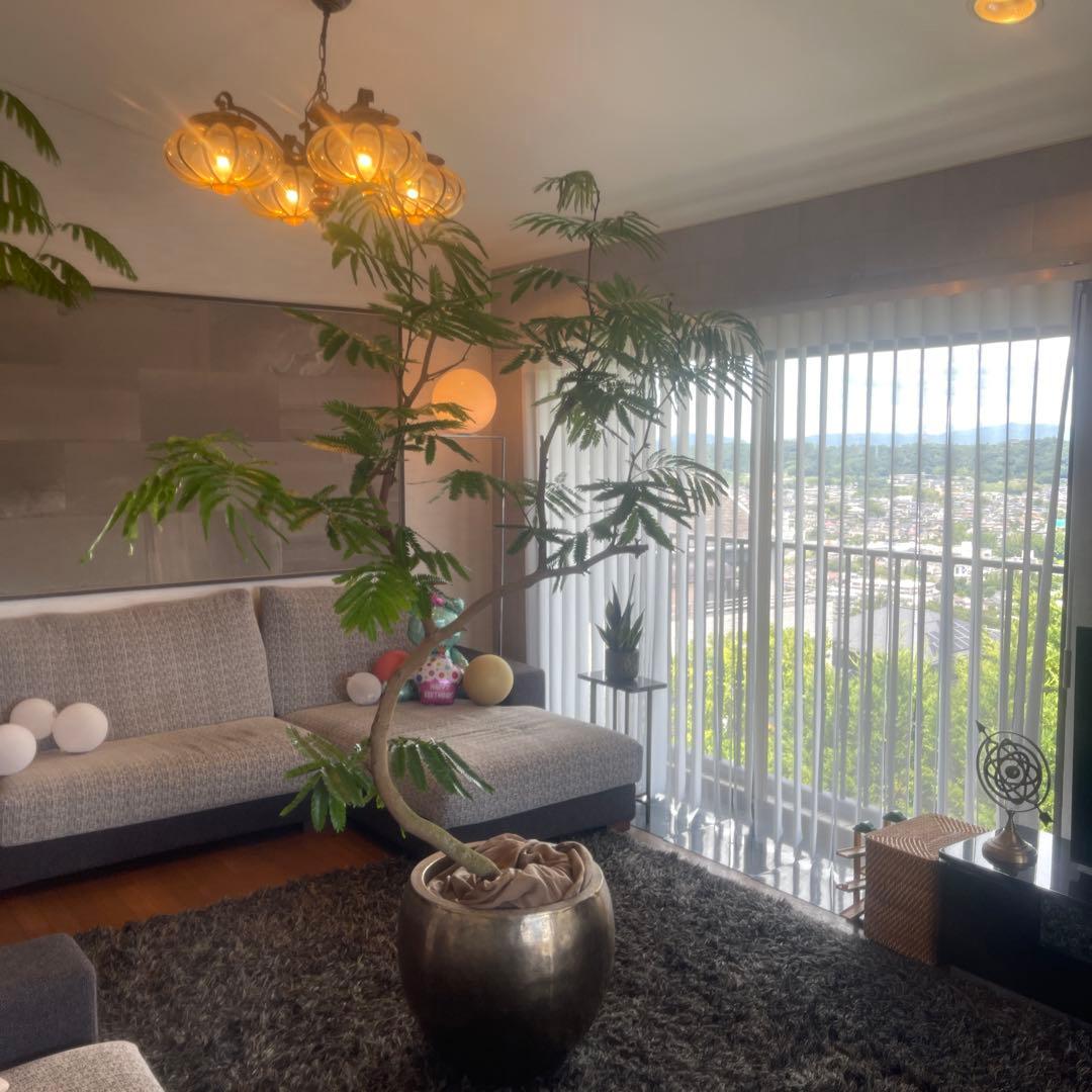 エバーフレッシュ　大型　幹太　曲がり樹形　観葉植物　カッシーナ　アクタス