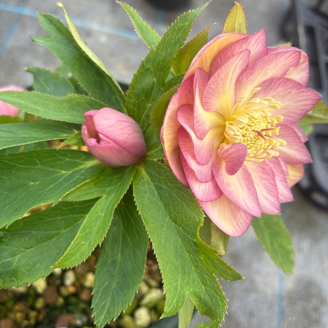 クリスマスローズ　ピンクオーレア　ピンクゴールド　６寸　脇芽5