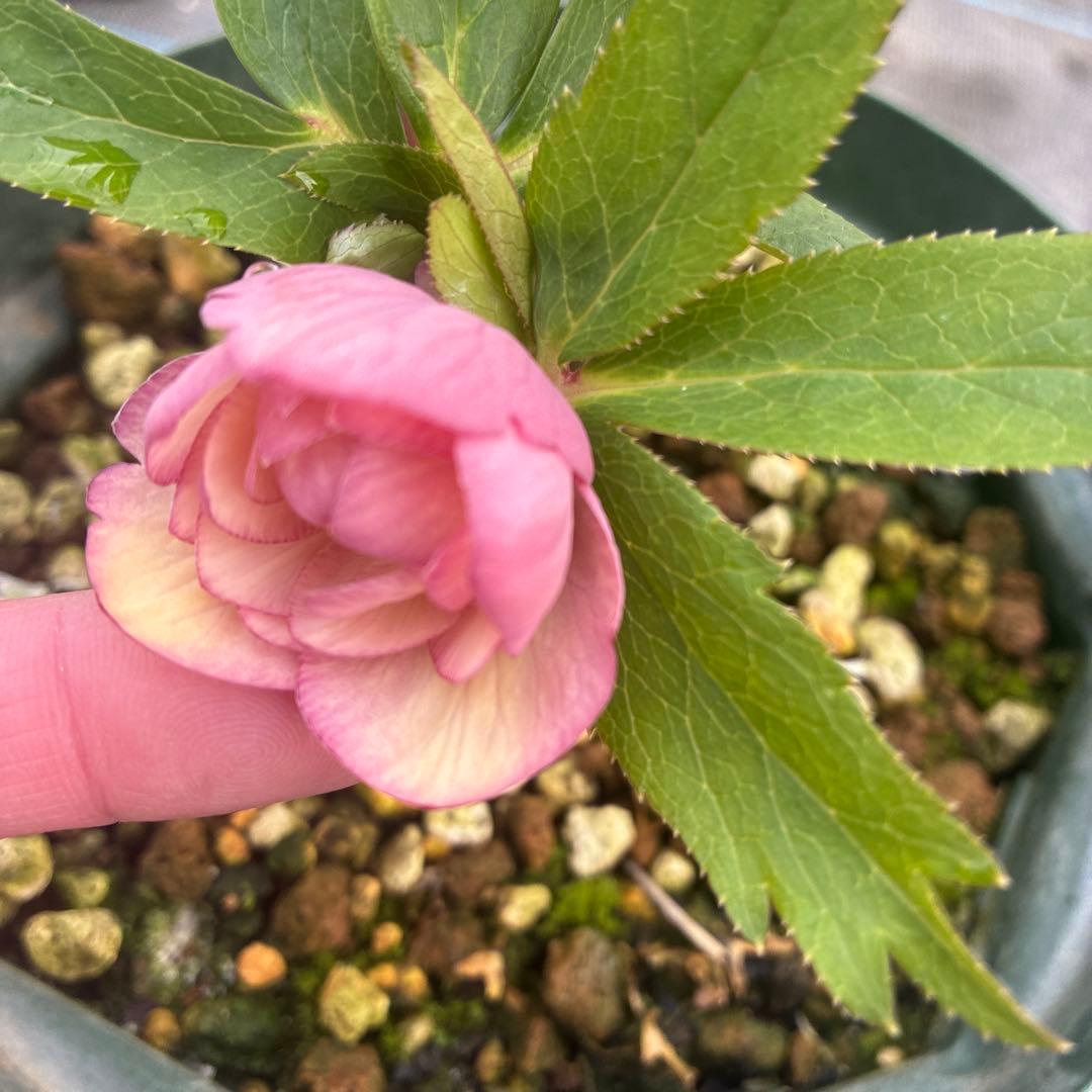 クリスマスローズ　ピンクオーレア　ピンクゴールド　６寸　脇芽5