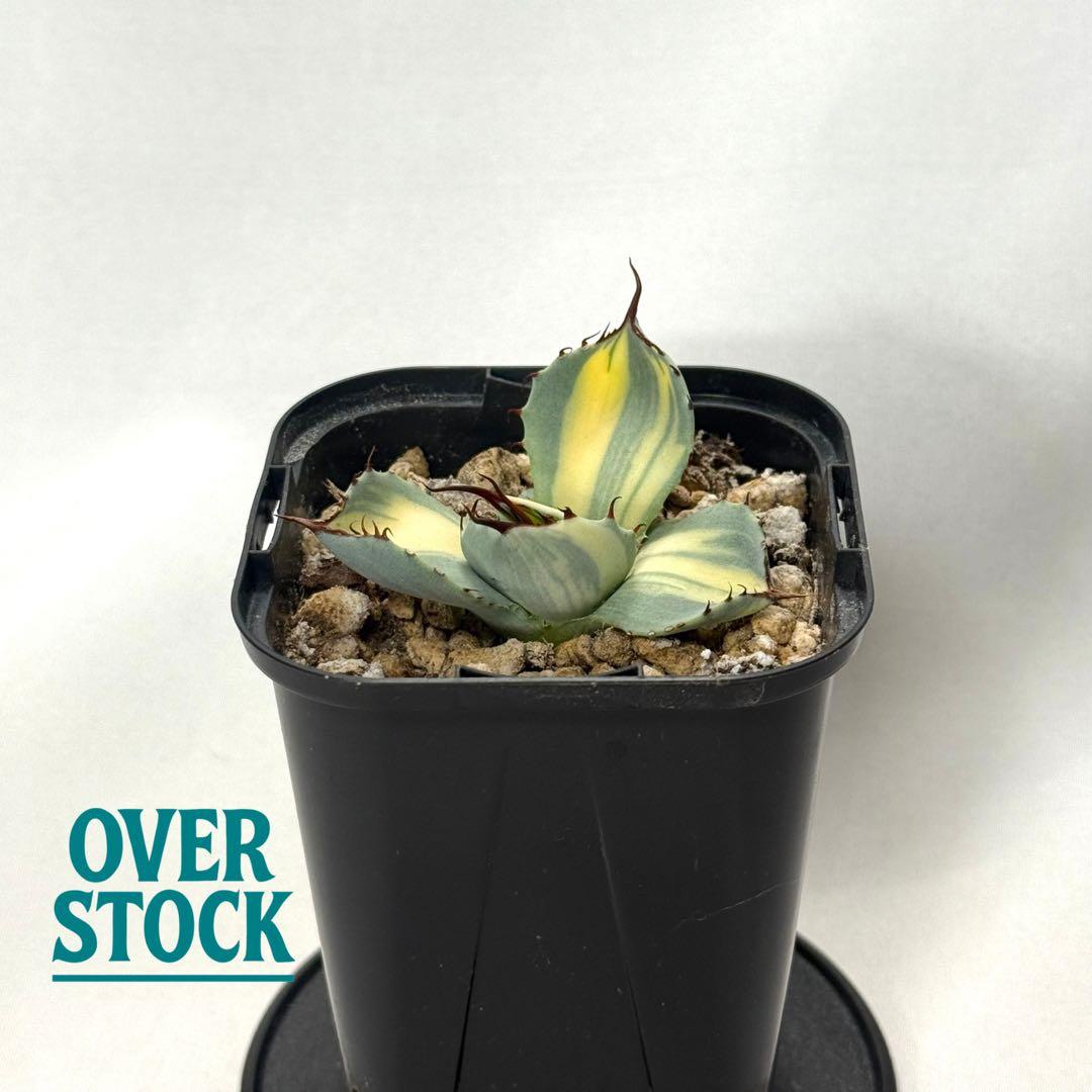 1*o様 激レア　アガベ　パリー　トランカータ　縞斑　発根済み　 斑入り　錦