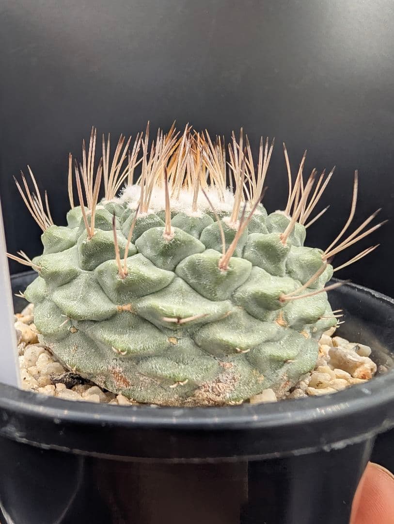 D 菊水 大型タイプ実生 鉢植えメルカリ便送料込み