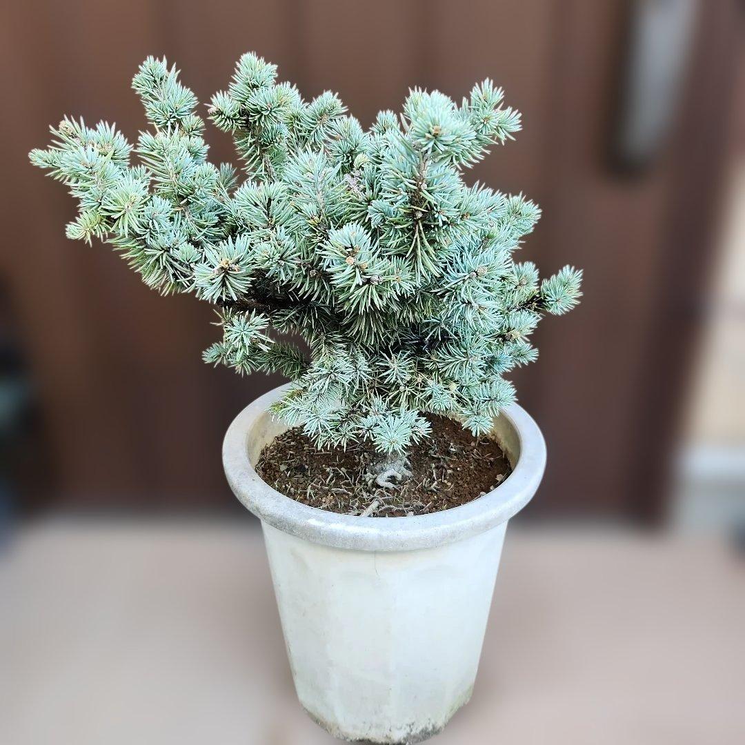 プンゲンストウヒ　グラウカグロボーサ　エアーポット鉢植え　苗木　レア品種