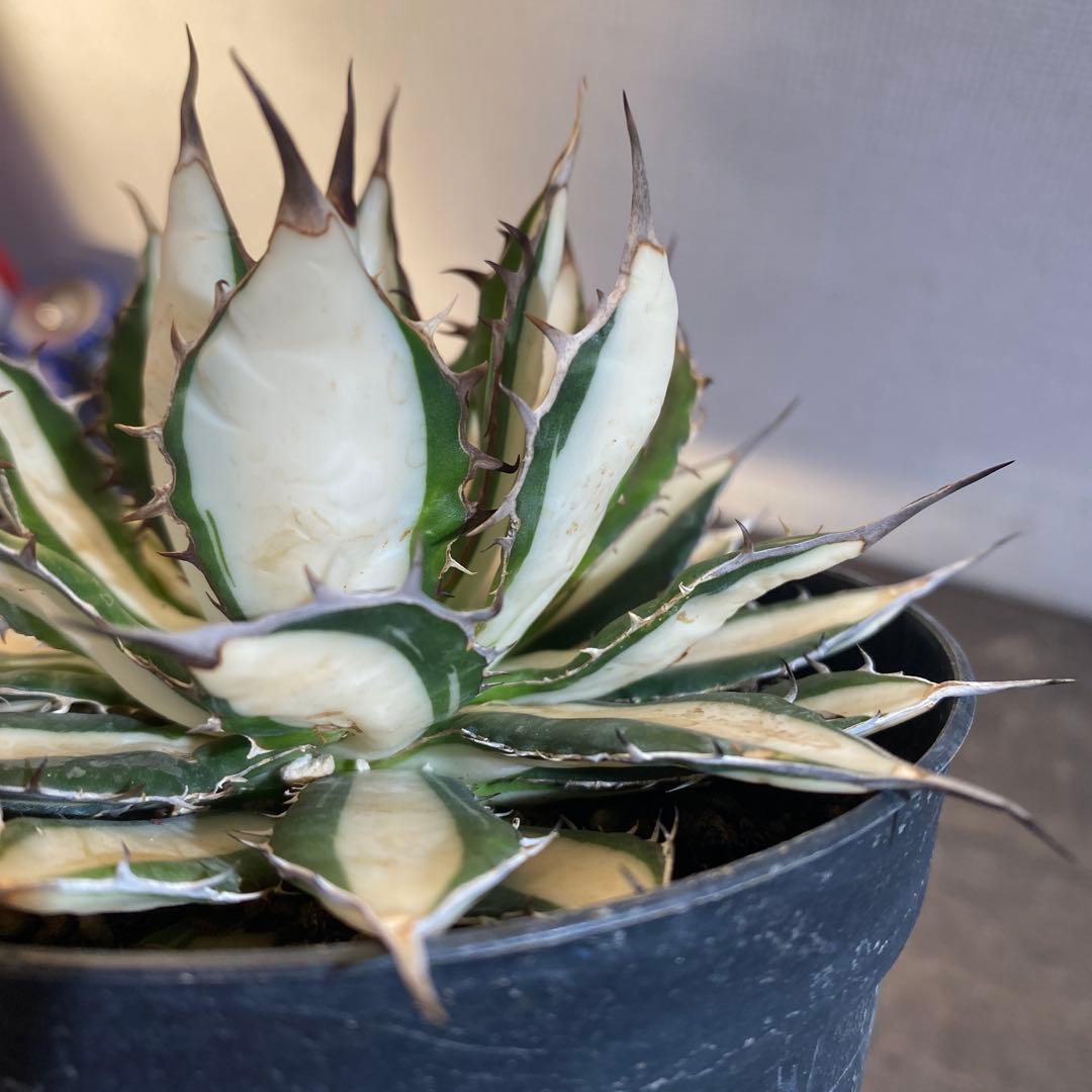 アガベ　ホリダ　白中斑　在庫ラスト1