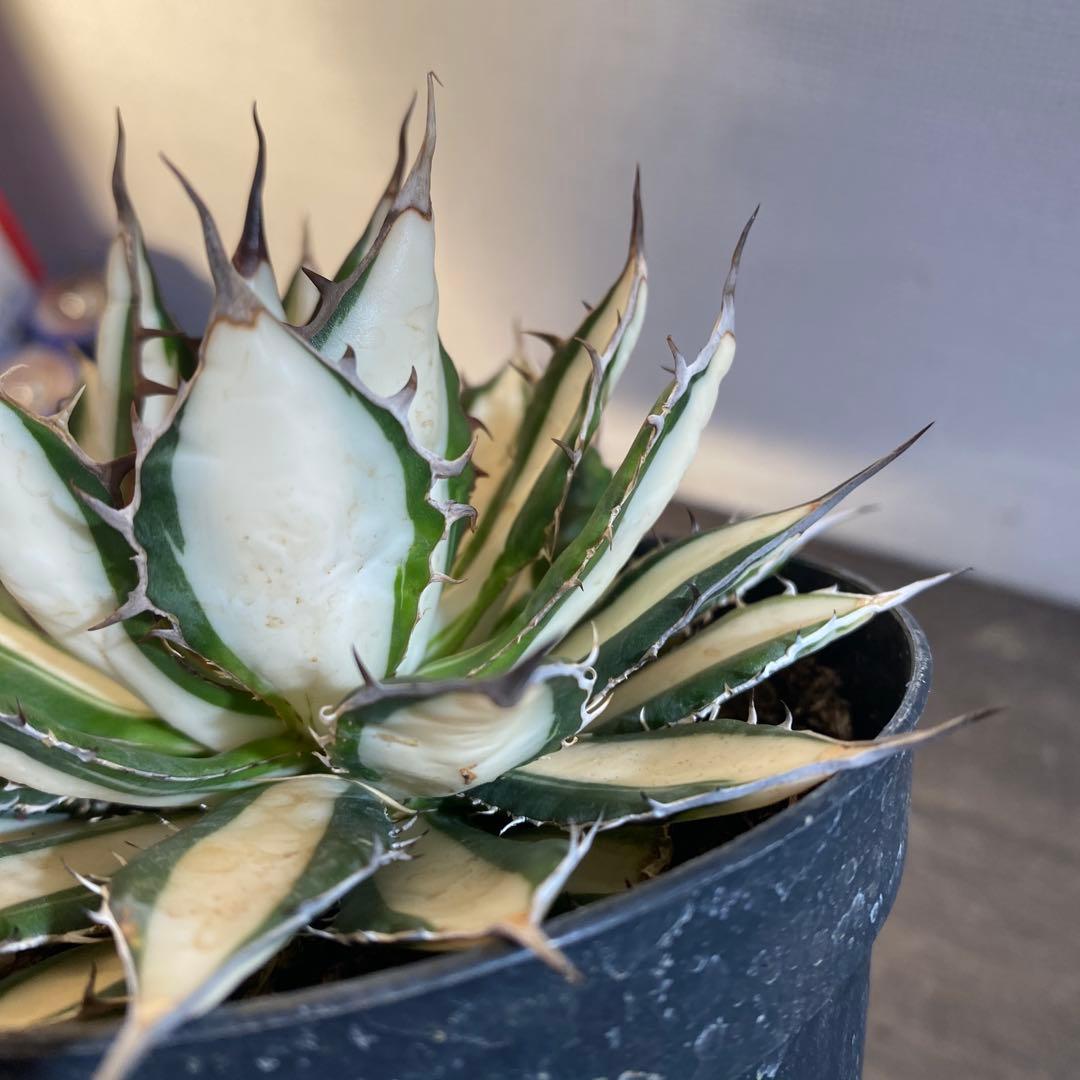 アガベ　ホリダ　白中斑　在庫ラスト1