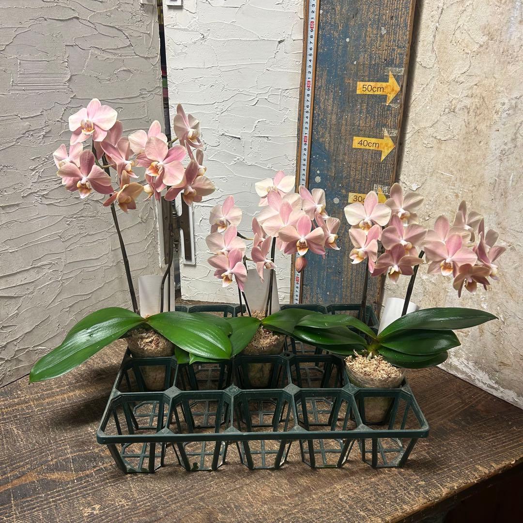 ゴ*マ様 胡蝶蘭　ファレノプシス　マザーチーク　3株　2本立ち