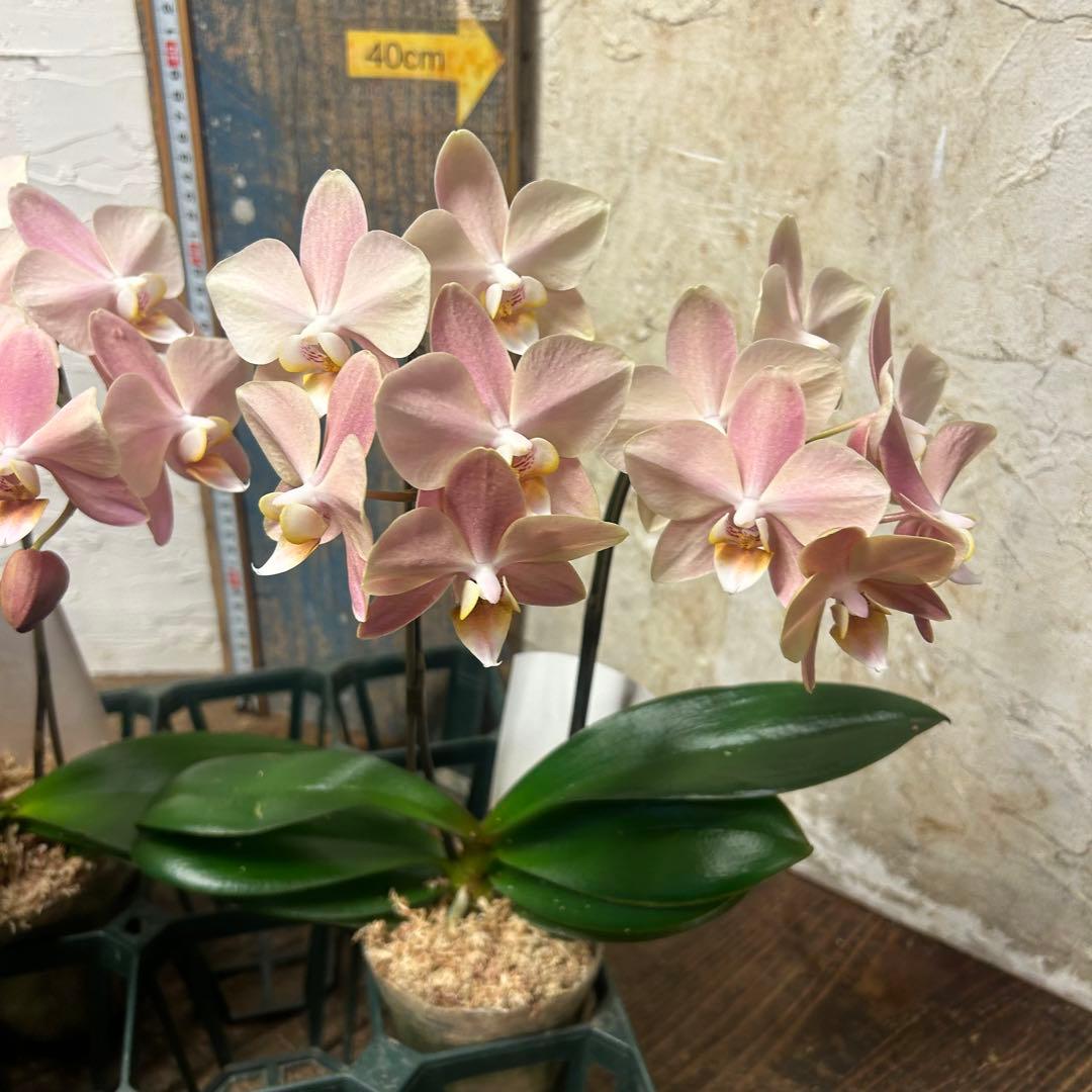 ゴ*マ様 胡蝶蘭　ファレノプシス　マザーチーク　3株　2本立ち
