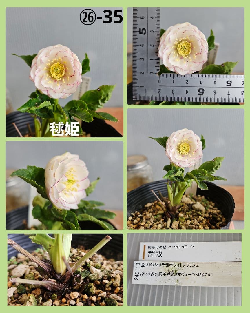 yuko㉖-17㉖-28㉖-35クリスマスローズ