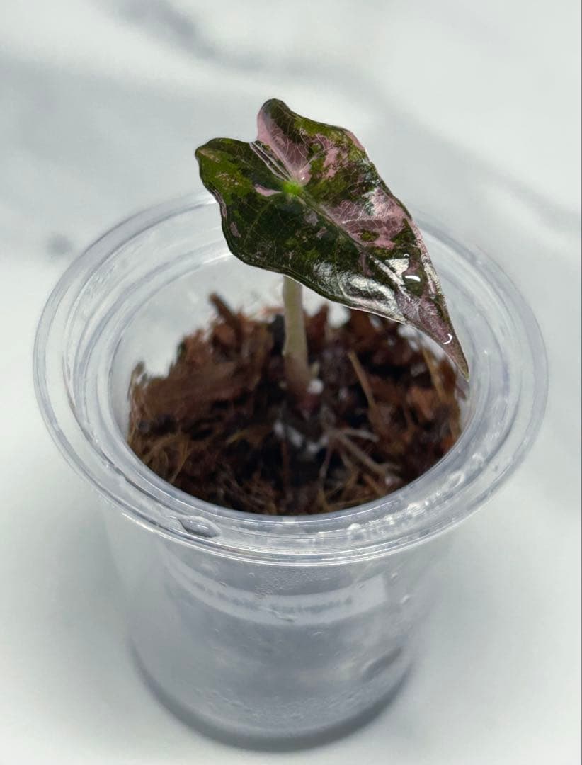 【小株】 アロカシア　ノビリス　斑入り　ピンク