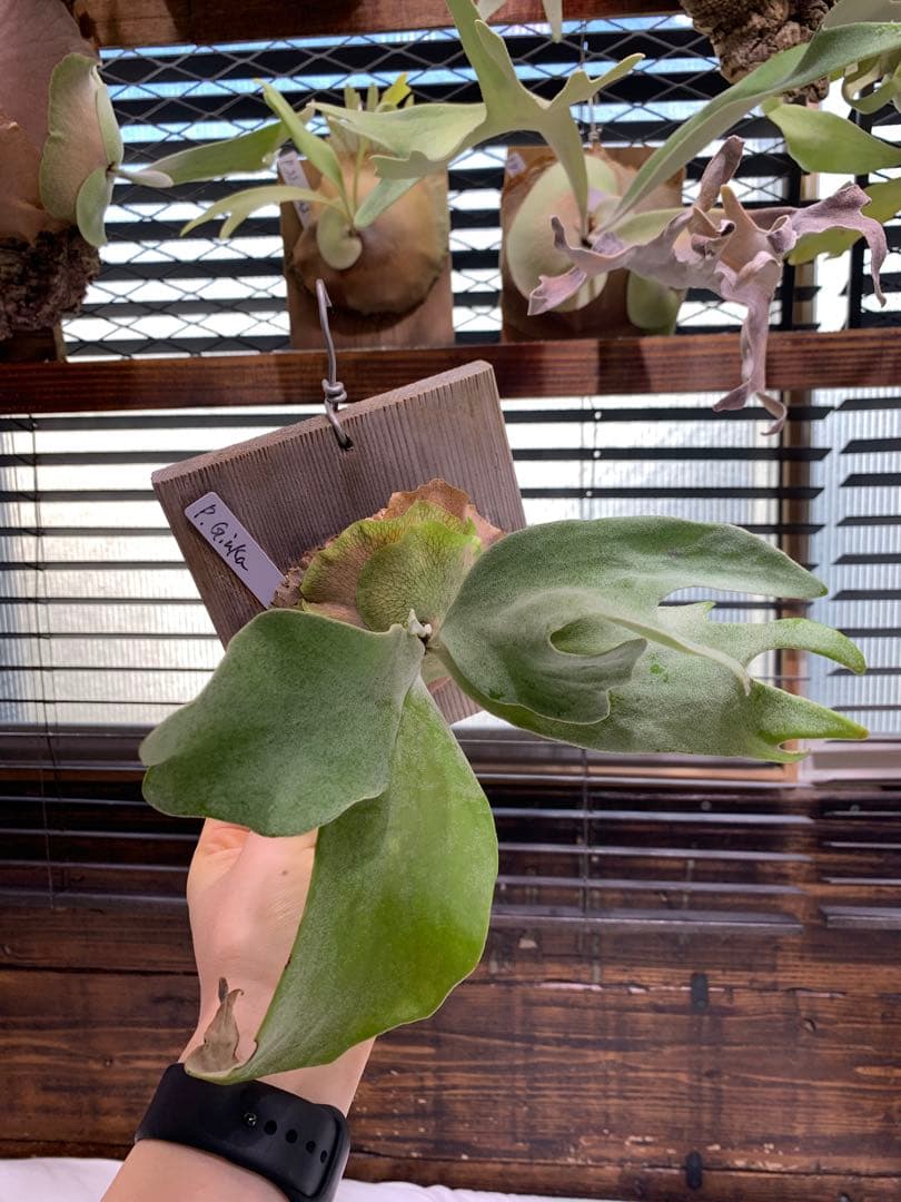 P.GINKA ギンカ 銀華 OC 大きめ子株