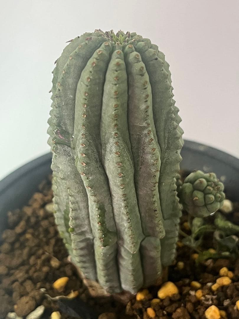 ユーフォルビア　オベサ　希少