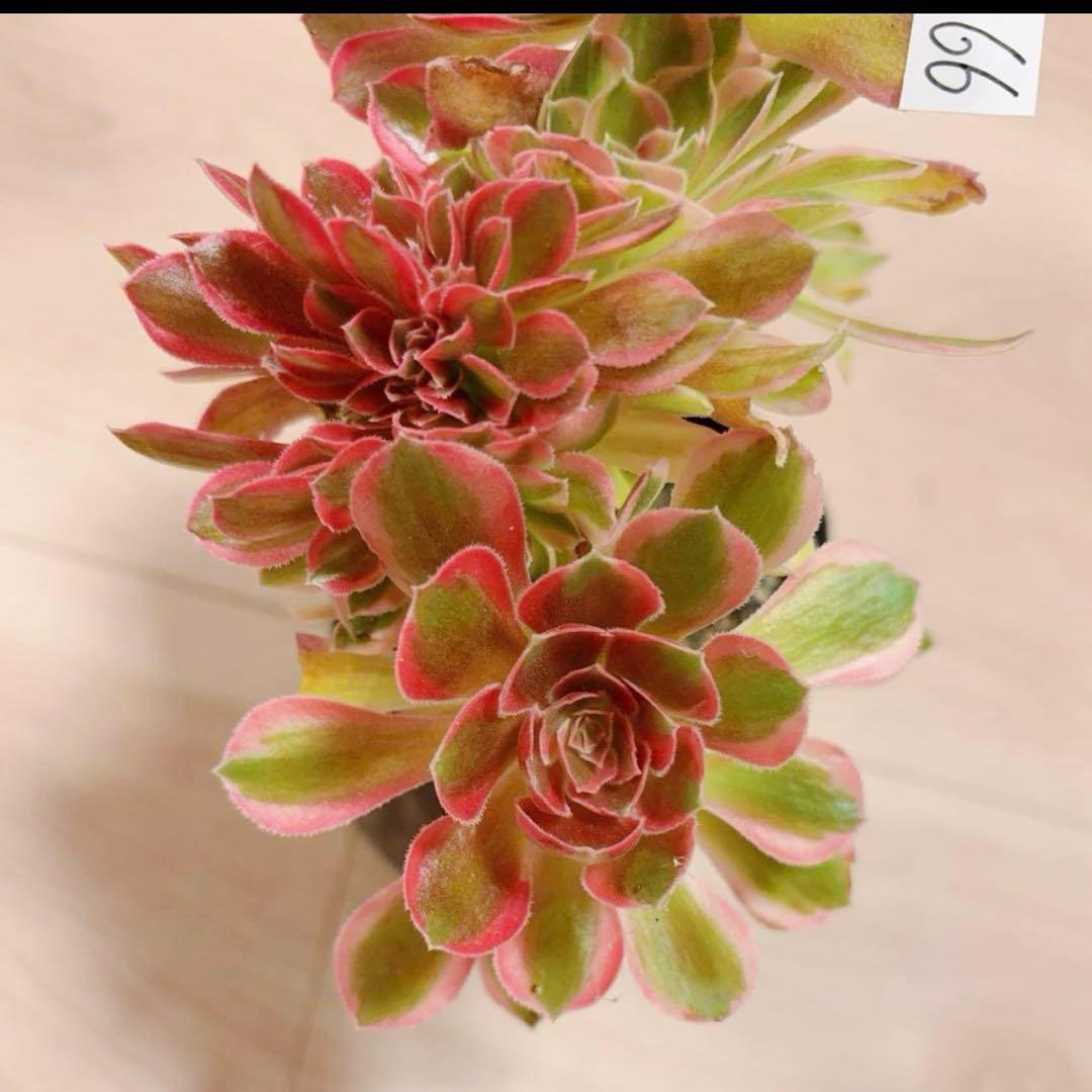 66#多肉植物アエオニウム錦❤️ピンクウィッチセッカ❤️18cm 拔き苗
