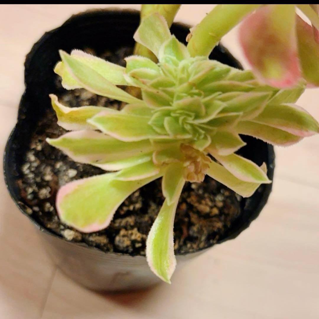 66#多肉植物アエオニウム錦❤️ピンクウィッチセッカ❤️18cm 拔き苗