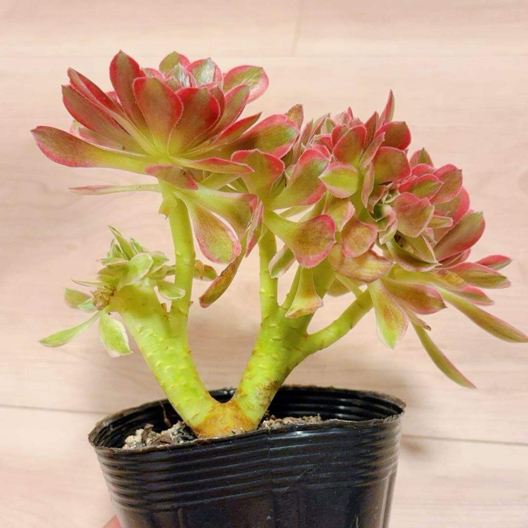 66#多肉植物アエオニウム錦❤️ピンクウィッチセッカ❤️18cm 拔き苗
