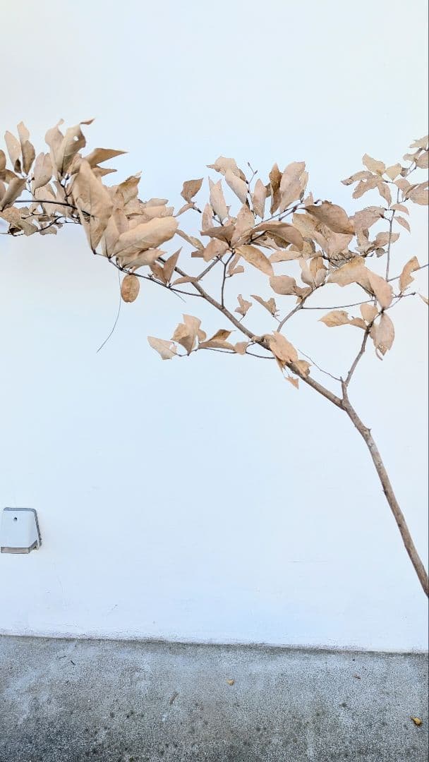 美形。山採りヤマコウバシ。