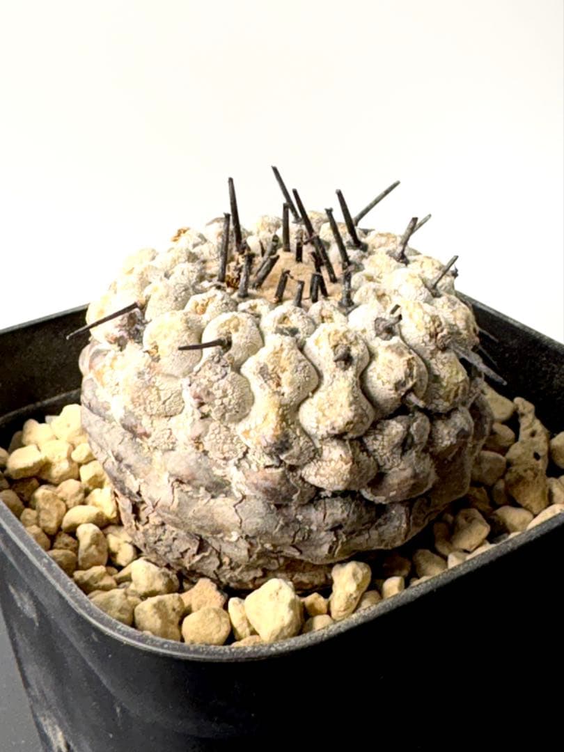 （現地球）コピアポア　シネレア　コルムナアルバ　孤竜丸　発根済