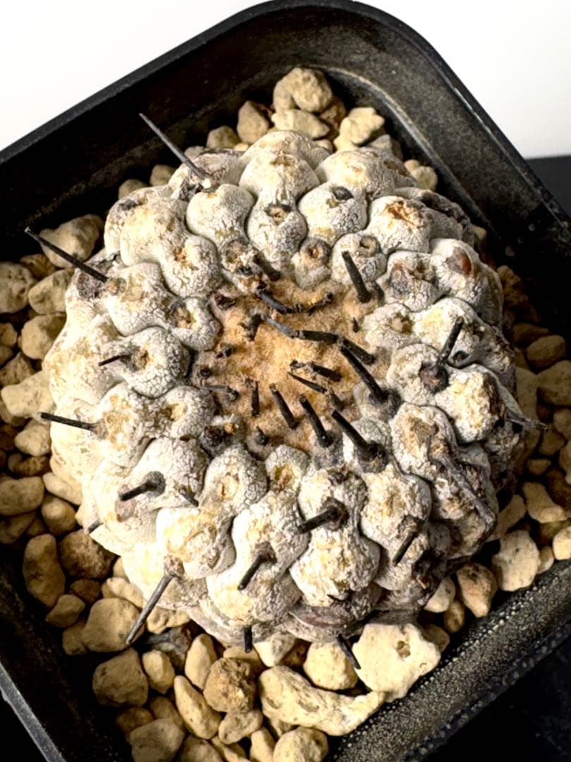 （現地球）コピアポア　シネレア　コルムナアルバ　孤竜丸　発根済