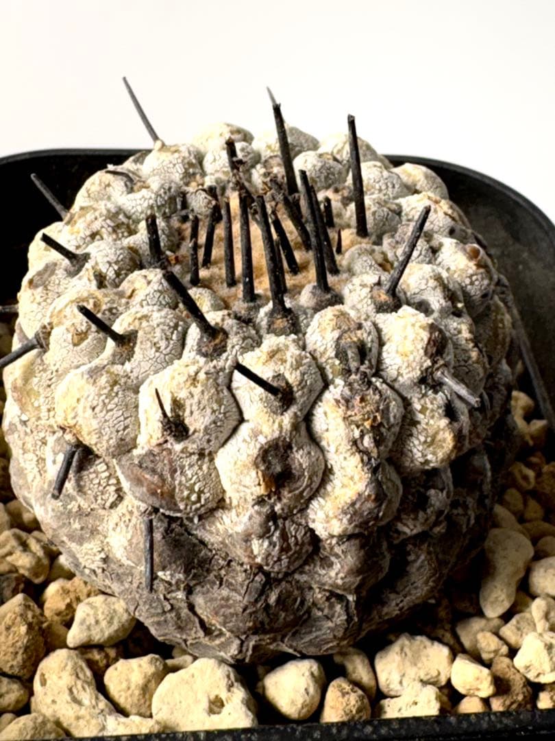 （現地球）コピアポア　シネレア　コルムナアルバ　孤竜丸　発根済