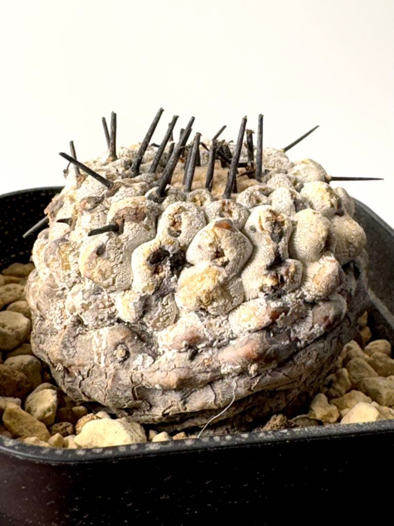 （現地球）コピアポア　シネレア　コルムナアルバ　孤竜丸　発根済