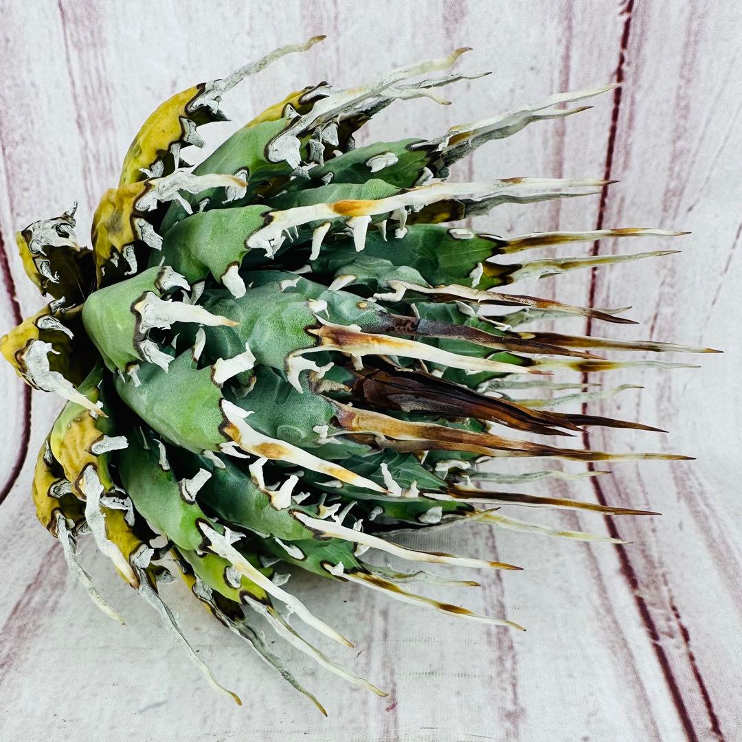 797 アガベ ユタエンシス エボリスピナ 変異 禾