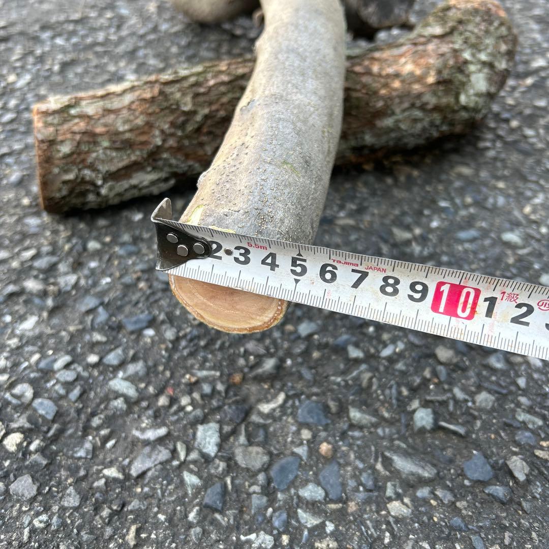 オリーブ　挿し木　挿木　太枝挿し木　枝　3本