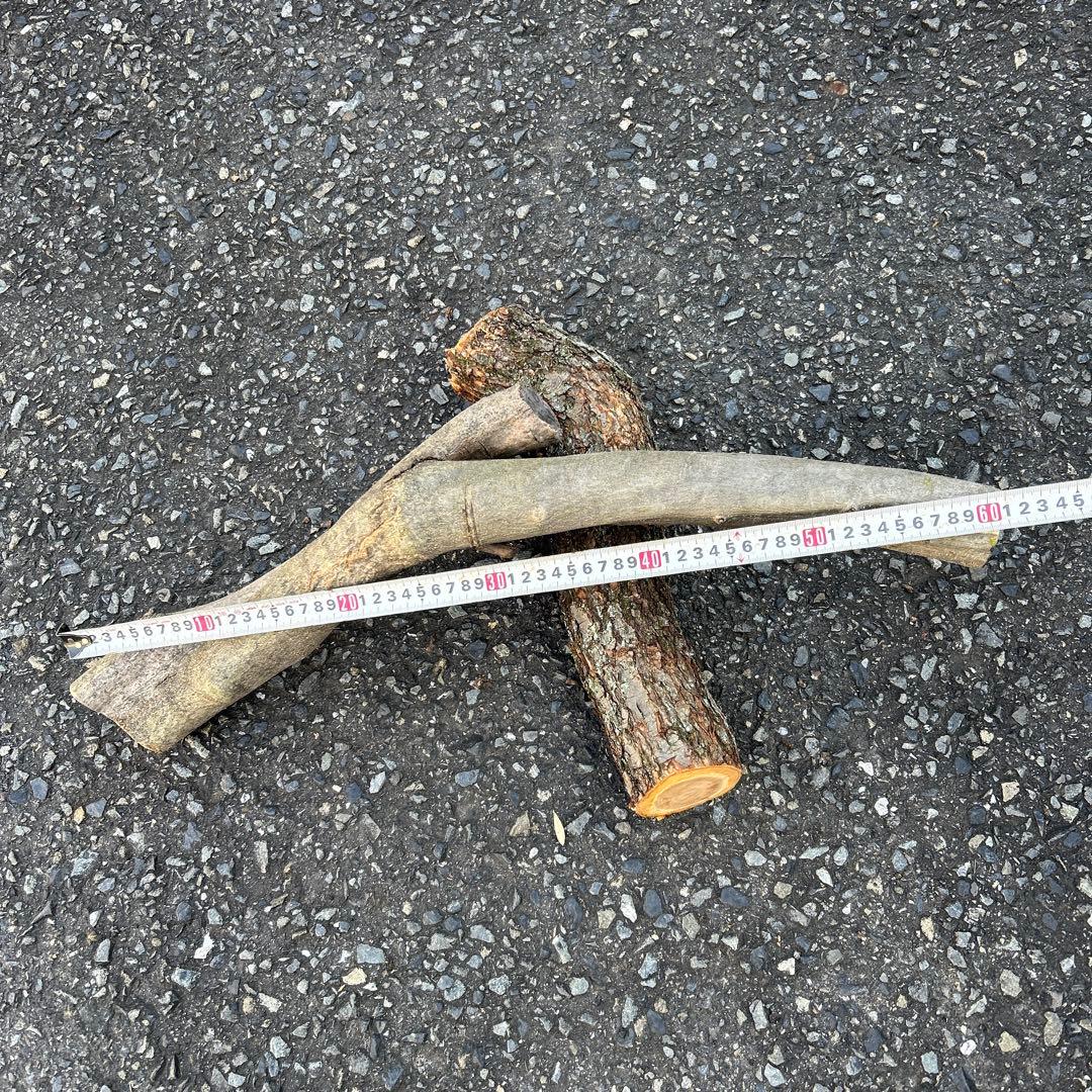 オリーブ　挿し木　挿木　太枝挿し木　枝　3本