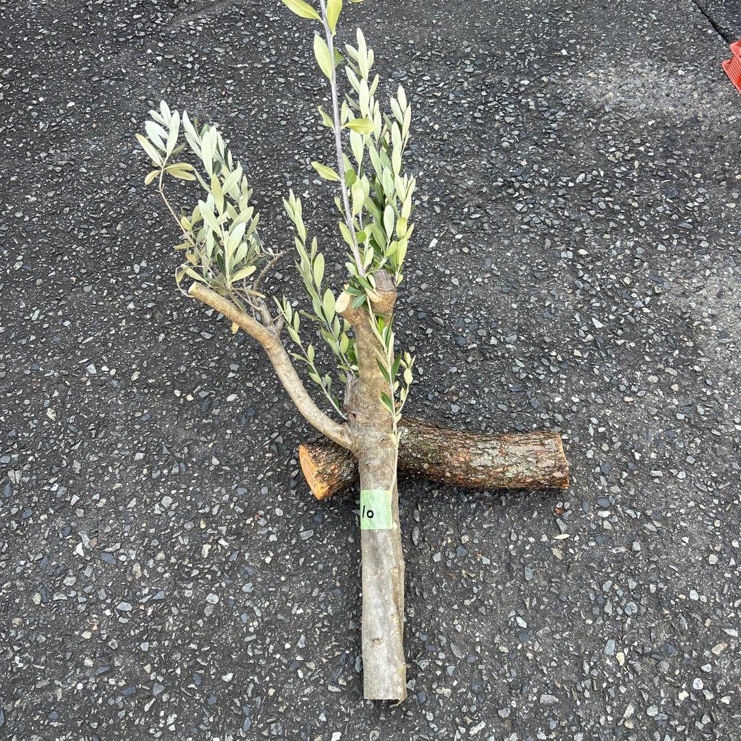 オリーブ　挿し木　挿木　太枝挿し木　枝　3本