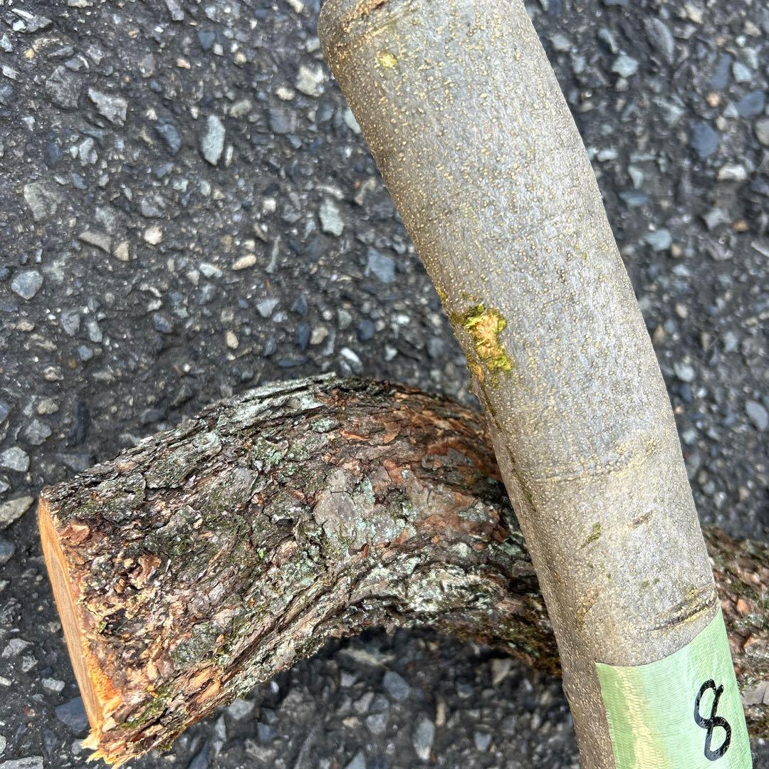 オリーブ　挿し木　挿木　太枝挿し木　枝　3本