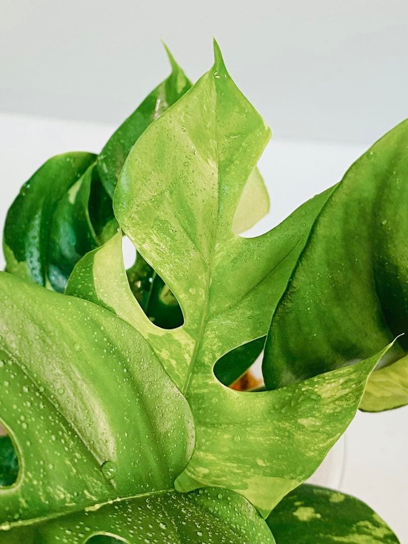 Ryen様用【完璧個体】ラフィドフォラ テトラスペルマ パラゴン 斑入り