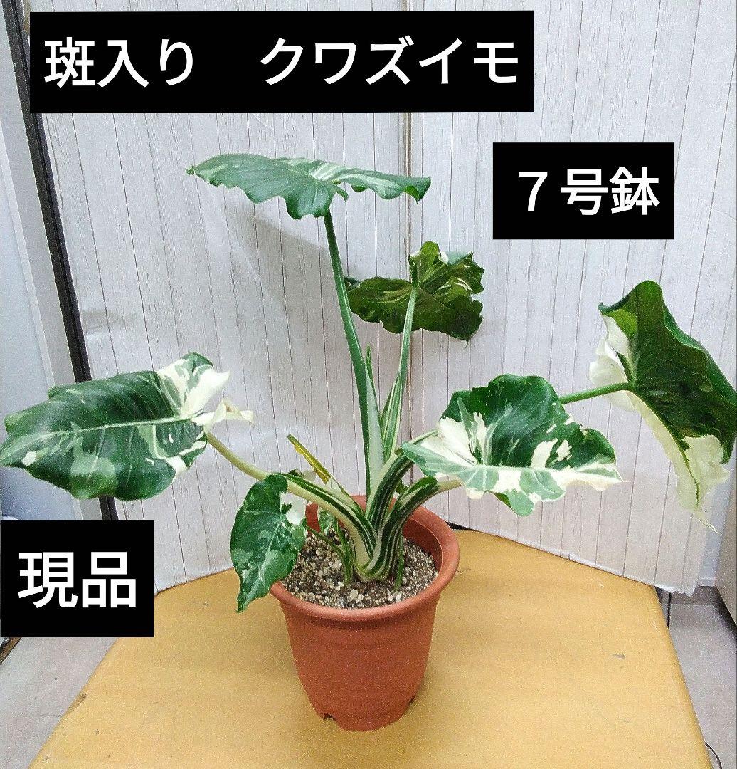 現品　斑入りクワズイモ　７号鉢
