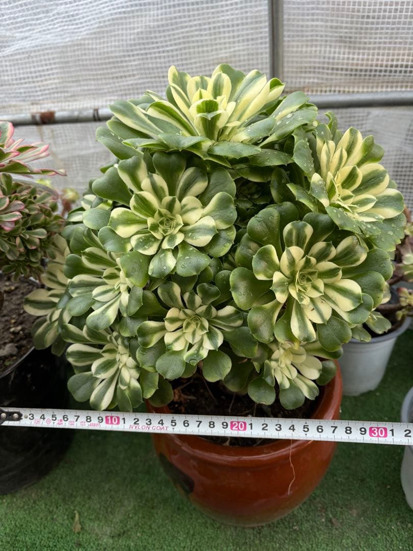 アエオニウム　シンニア法師錦