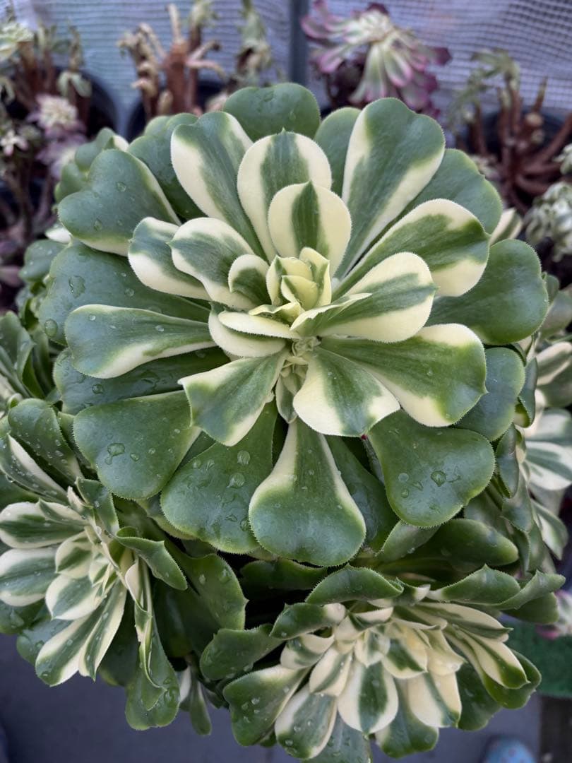 アエオニウム　シンニア法師錦