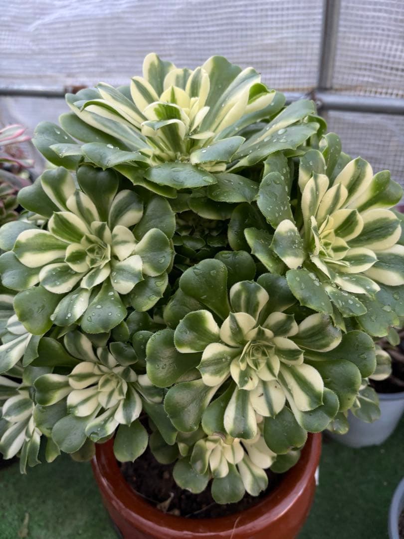 アエオニウム　シンニア法師錦