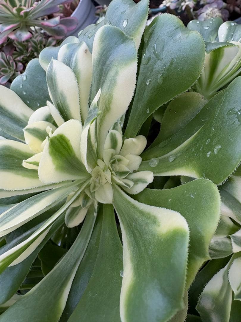 アエオニウム　シンニア法師錦