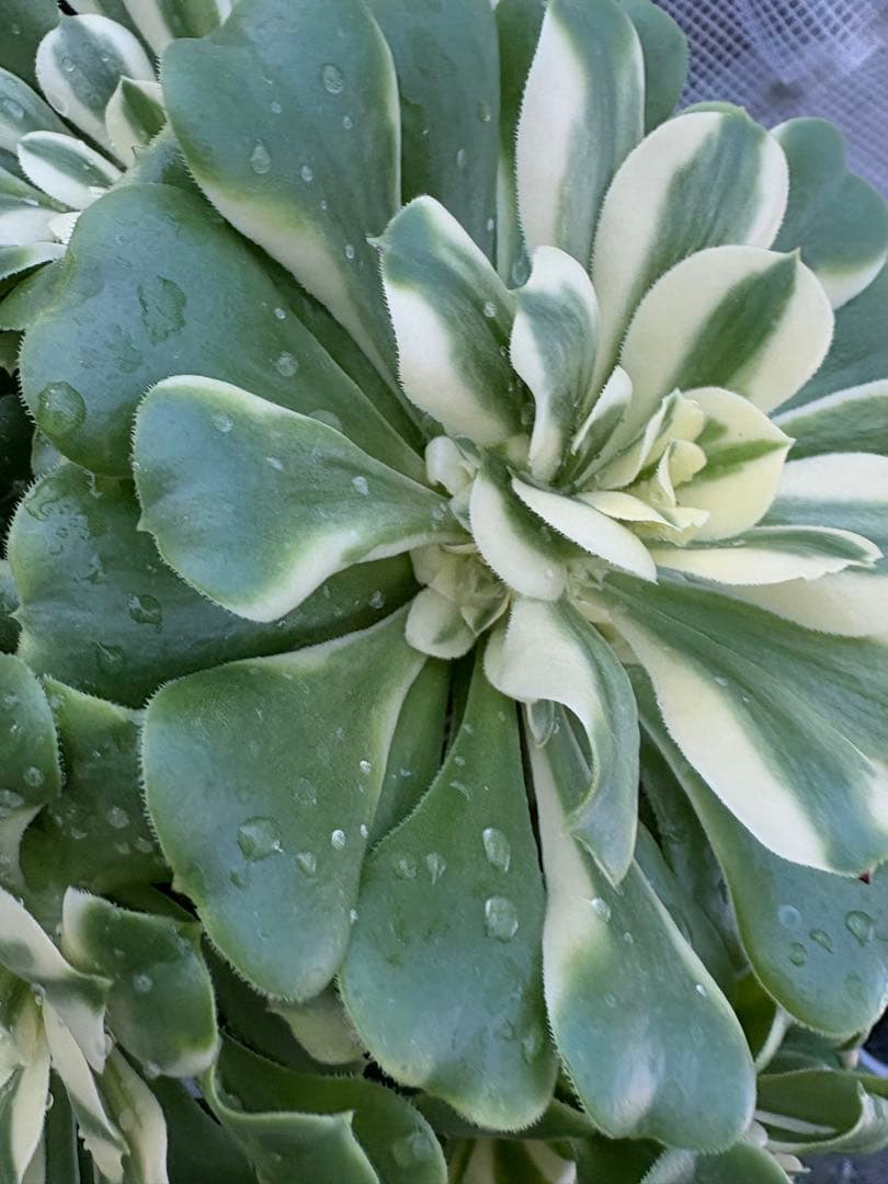 アエオニウム　シンニア法師錦