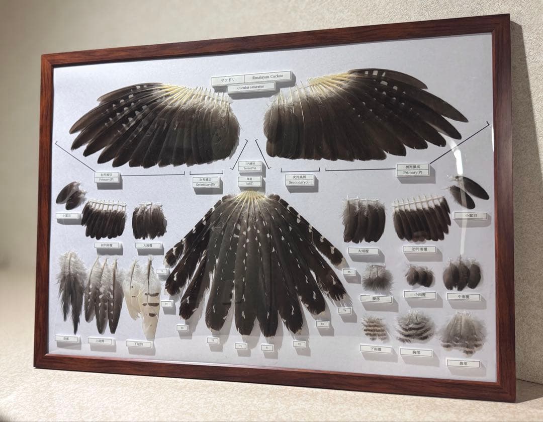 ツツドリの羽標本　野鳥 鳥 羽