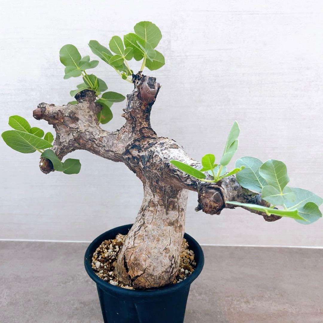 《TAKUYAページ》『コミフォラ グイドッティ 』現地球　発根済極美大株