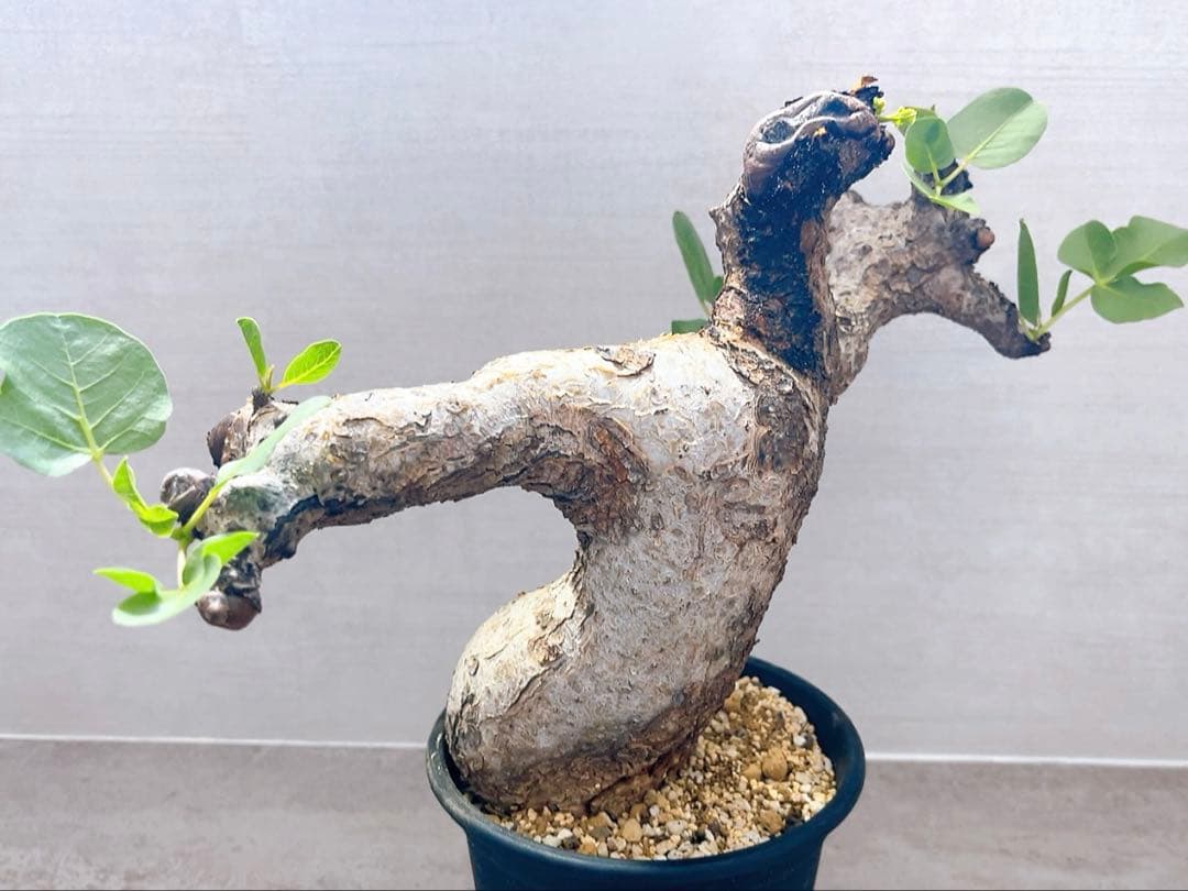 《TAKUYAページ》『コミフォラ グイドッティ 』現地球　発根済極美大株