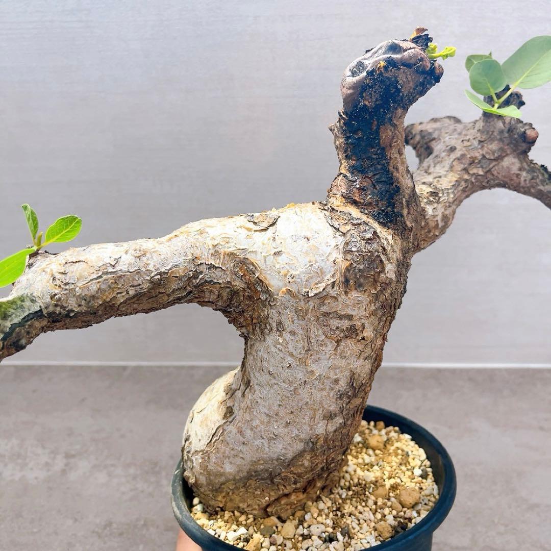 《TAKUYAページ》『コミフォラ グイドッティ 』現地球　発根済極美大株