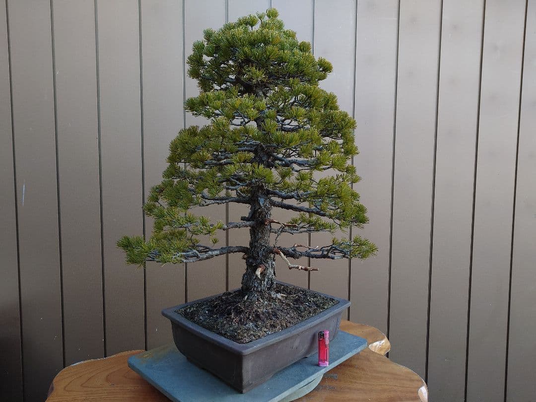 盆栽　五葉松　樹高70cm