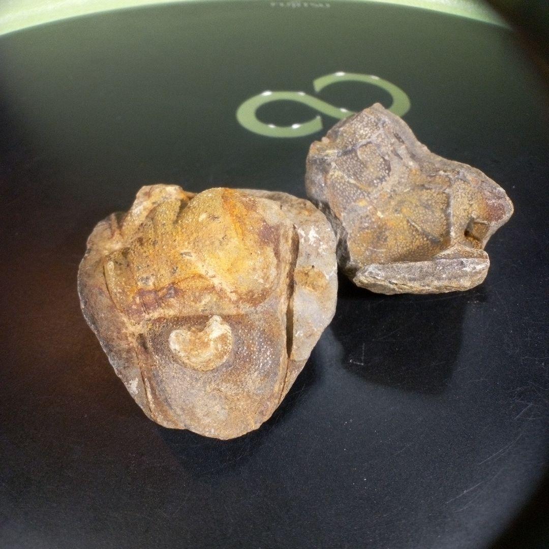 三葉虫　化石　fossil　海　ボリビア産　trilobite　ボリビア化石郡③