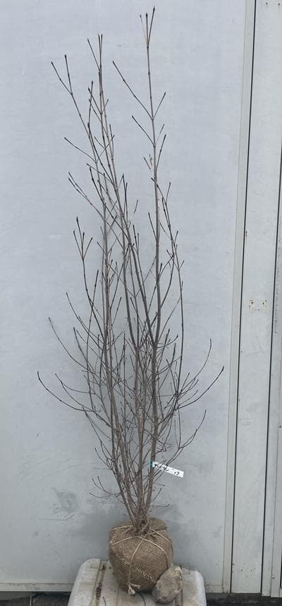 《現品》山法師(ヤマボウシ)株立ち　樹高1.6ｍ（根鉢含まず）17【苗木/植木】