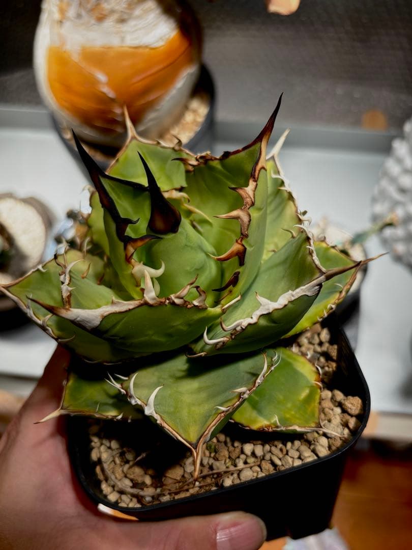 アガベ titanota No.1 ナンバーワン錦 チタノタ agave 発済